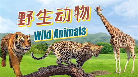 学中文 野生动物 Learn Chinese Wild Animals in Chinese 中文加油站GG YouTube