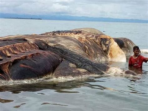 Giant Sea Creature Washes Up In Indonesia 5 Pics