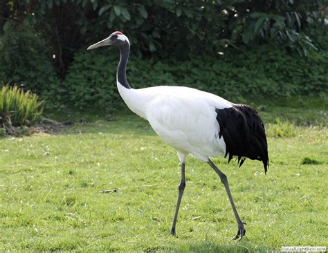 Identify Red Crowned Crane Wildfowl Photography