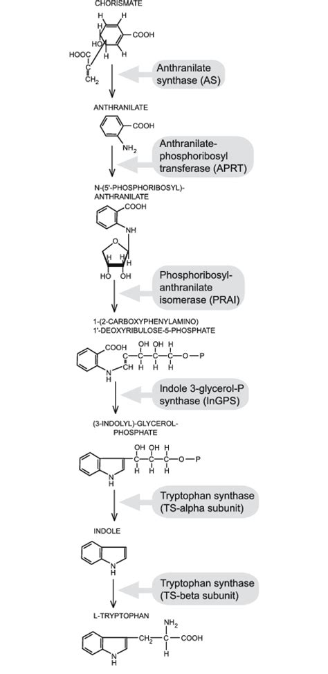 Tryptophan Biosynthesis Pathway