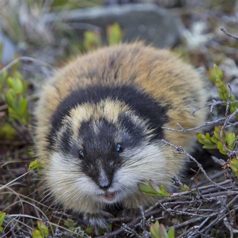 10 Interesting Lemmings Facts - Factopolis