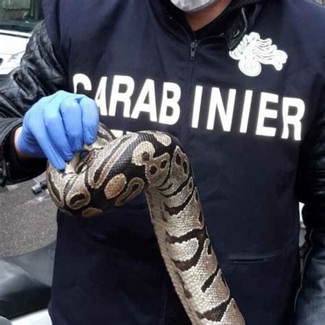 Catania Trovato Un Pitone In Un Tombino Era Stato Abbandonato Dal