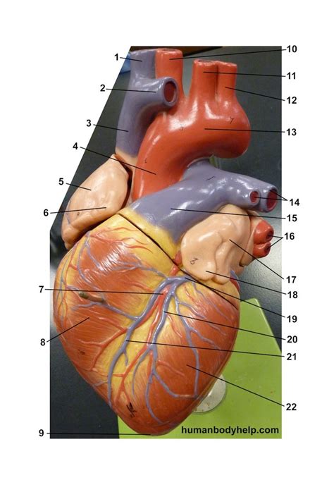 Anterior Heart Model Diagram Quizlet