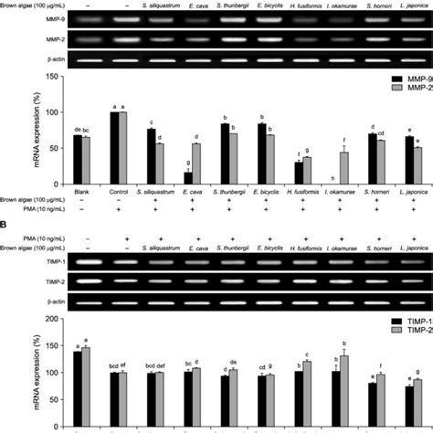 Effect Of Brown Algae Extracts On Mrna Expression Levels Of Mmp