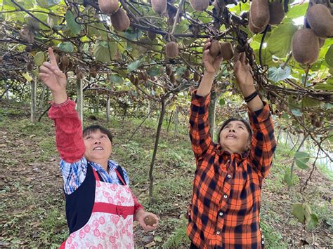 涪陵：獼猴桃豐收 村民樂開花