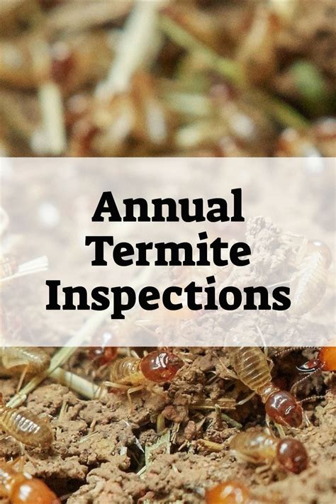 Annual Termite Inspections Termites Termite Treatment Termite Pest