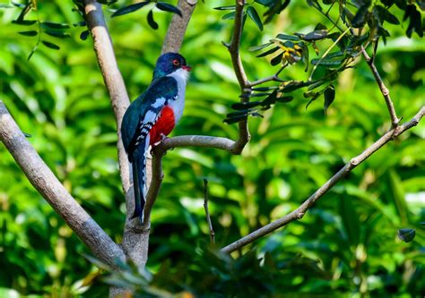 Cuban Trogon The National Bird Of Cuba A Z Animals