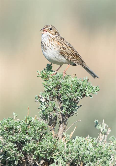 Birds Focusing On Wildlife