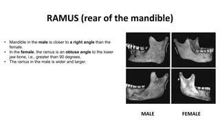 skull  mandible pptx