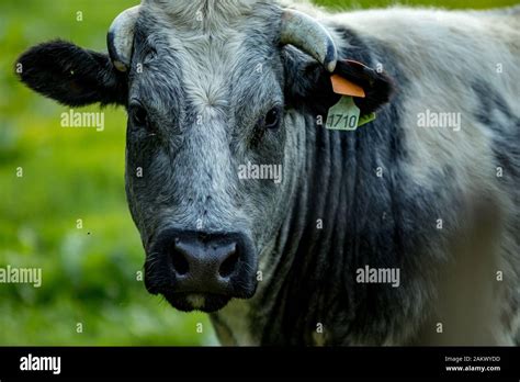 Belgian blue cow hi-res stock photography and images - Alamy