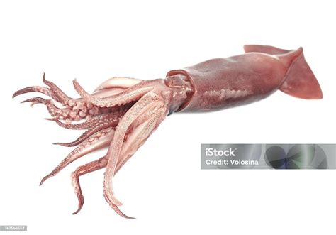 cumicumi segar foto stok  gambar  cumi ika nigiri