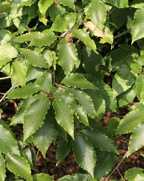 American Beech – GardenTap