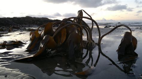 Edible Wild Seaweeds Galloway Wild Foods