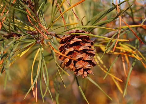 Virginia Pine Pinus Virginiana · Inaturalist Nz