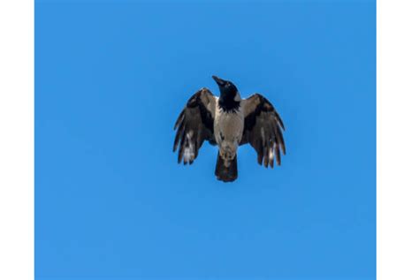 Why Do Mockingbirds Chase Crows Flight Fight Insights