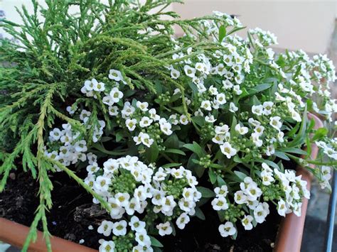 Biosfera Vegetal Aliso Mar Timo O Lobularia Lobularia Maritima L