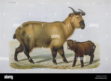 Bovid bovidae hi-res stock photography and images - Alamy