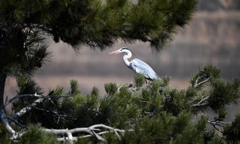 Herons Seen In Lyuliang City N China Global Times