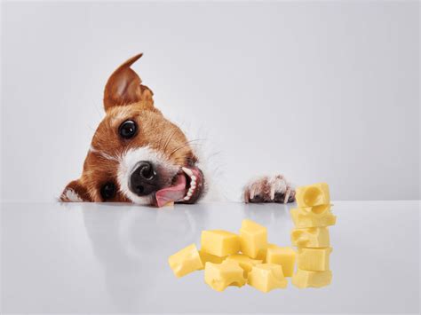 Can Dogs Eat Cheese? Is Cheese Safe For Dogs? - Rested Paws