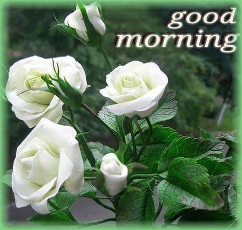 White Rose Good Morning Quotes Pictures Photos And Images For