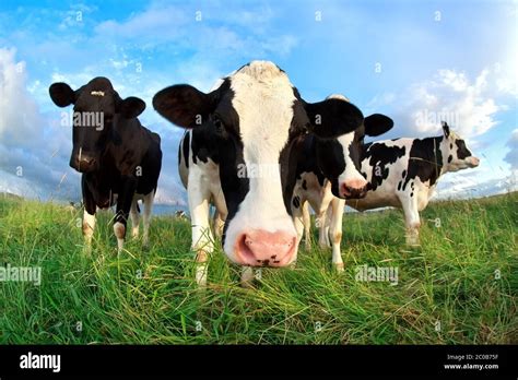 La Vaca Azul Fotografías E Imágenes De Alta Resolución Alamy