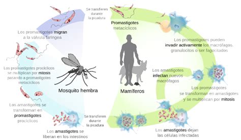 Ciclo vital de los parásitos del género Leishmania responsables de la