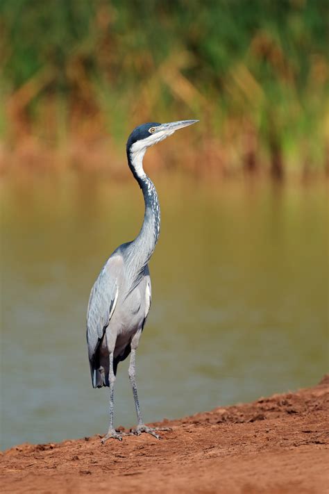 Black Headed Heron Ardea Melanocephala