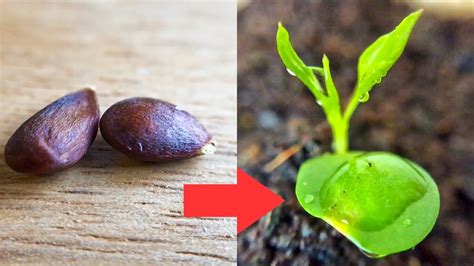 Pear Tree Seedling