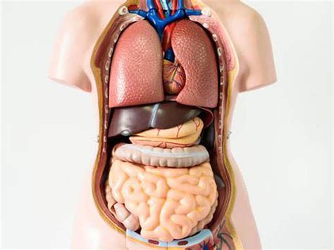 A importância da Aorta para o bom funcionamento do sistema circulatório