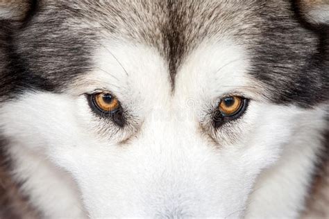 Husky eyes stock photo. Image of fear, husky, pedigree - 21007820 ...