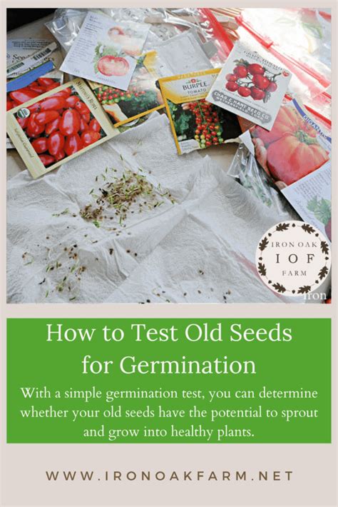 How To Test Old Seeds For Germination