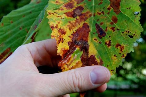 Bbc In Pictures Nottinghams Horse Chestnut Trees At Risk