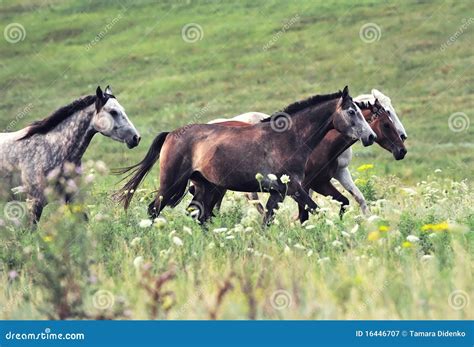 Herd Of Wild Horses Royalty-Free Stock Photography | CartoonDealer.com #196979771