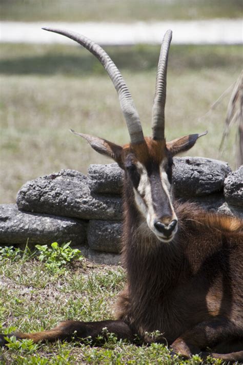 Sable Antelope | ClipPix ETC: Educational Photos for Students and Teachers