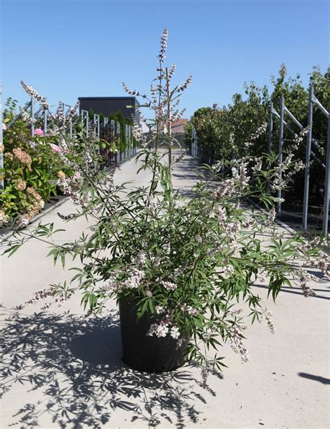 Vitex Agnus Castus Albus Gattilier Arbre Au Poivre