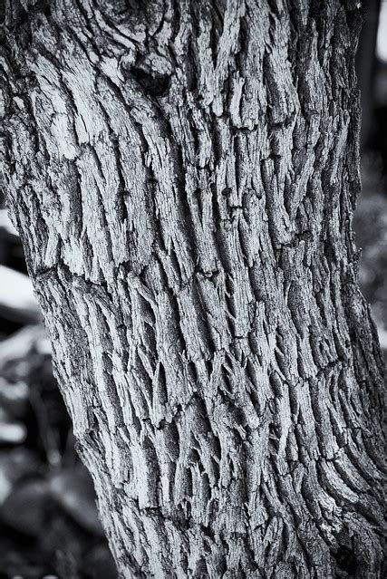 Juniper Tree Bark in B&W | Dagny's Desk