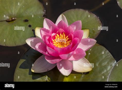 Dunvegan Castle & Gardens Stock Photo - Alamy