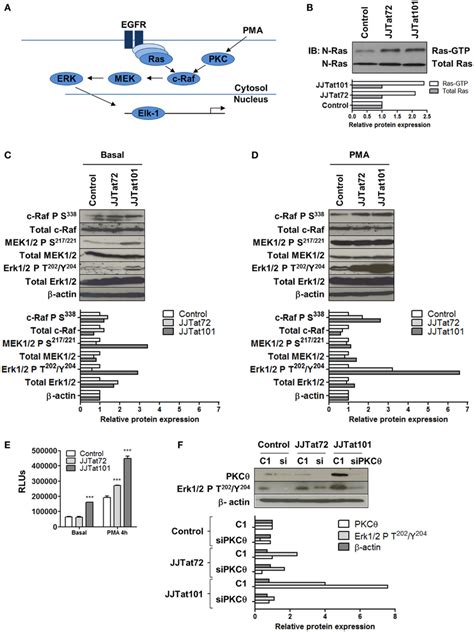 Increased Activation Of Rasrafmekerkelk 1 Pathway In Jurkat Tat