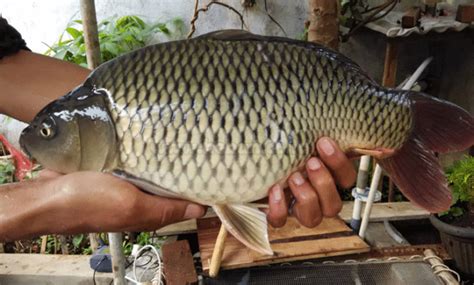 Panduan Lengkap Cara Budidaya Pembenihan Ikan Mas Id