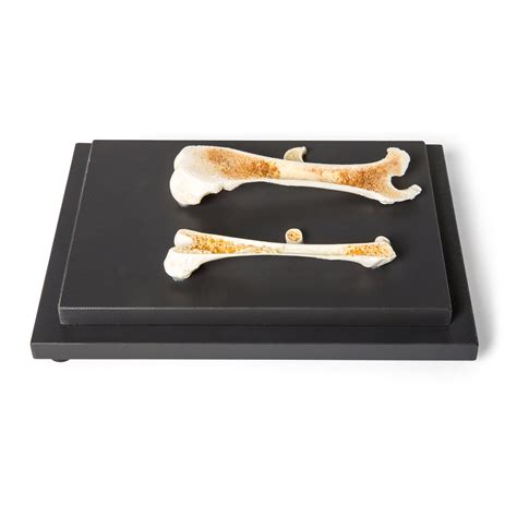 Structure of a Bird and a Mammal Bone, Specimen - 1021045 - T30053 - Comparative Anatomy - 3B ...