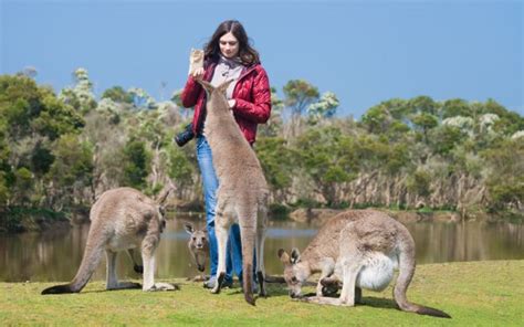 Kangaroo Island Tour