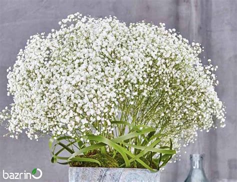 بذر گل عروس(ژیپسوفیلا) سفید - بذری نو بکاریم