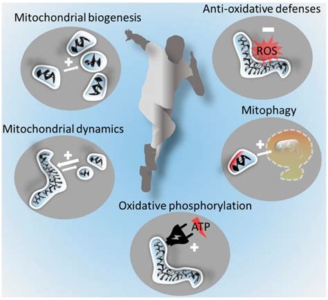 Mitochondrial Function And Exercise