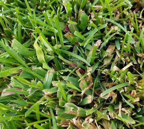 How To Kill Crabgrass