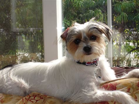 Jack Russell Yorkie Mix This Is Feather Yorkie Mix Jack Russell