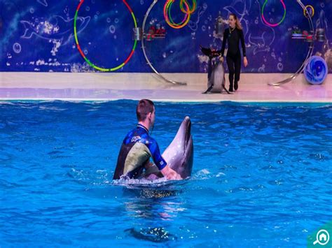 Book Dolphinarium Majestic Swim - Sharing Session Tickets Now!