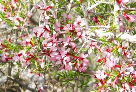 Prunus Prostrata Labill World Flora Pl Ntnet Identify