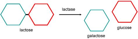 Lactase And Lactose Illustration