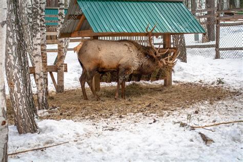 Deer Feeding In Winter — Stock Photo © Emaria 38556487