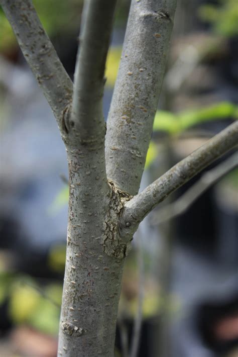 Slippery Elm Bark Ontario Native Plant Nursery Container Grown